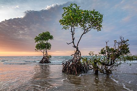 lebensraum mangrove mangroven