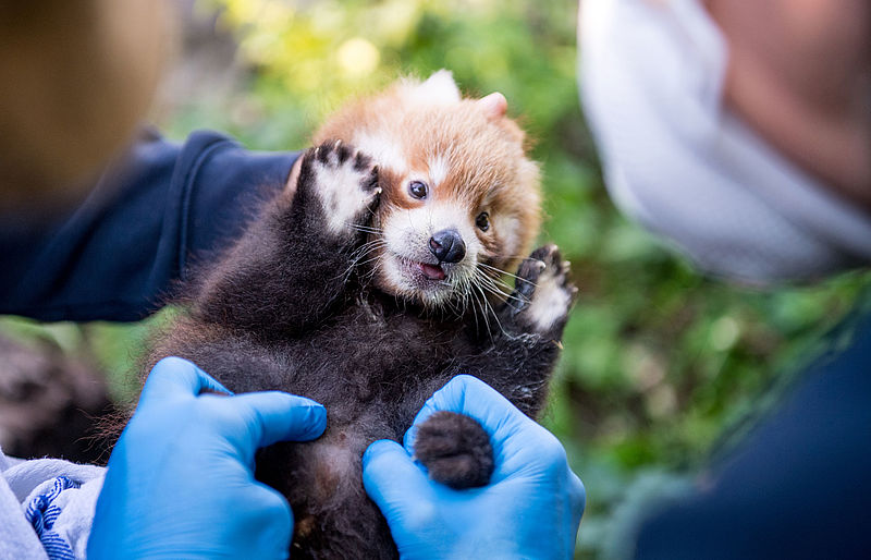 Es ist ein Junge: Rote Pandas in Hellabrunn haben erneut Nachwuchs! -  Hellabrunn Artenschutzzentrum